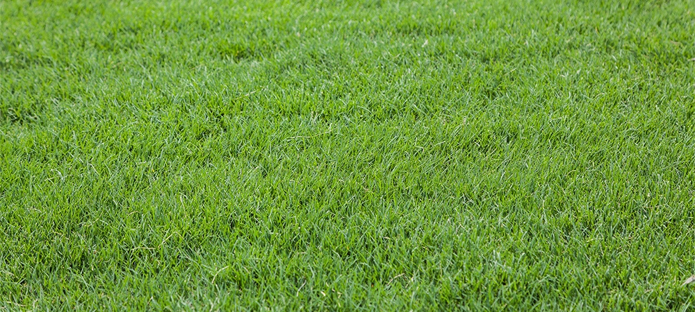 Preemergent down but now you need seed?