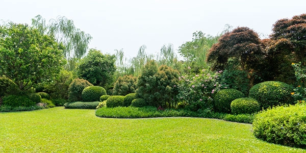 Winter Protection for Trees & Shrubs
