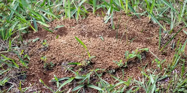 Ants in My Lawn? Should I Be Concerned?
