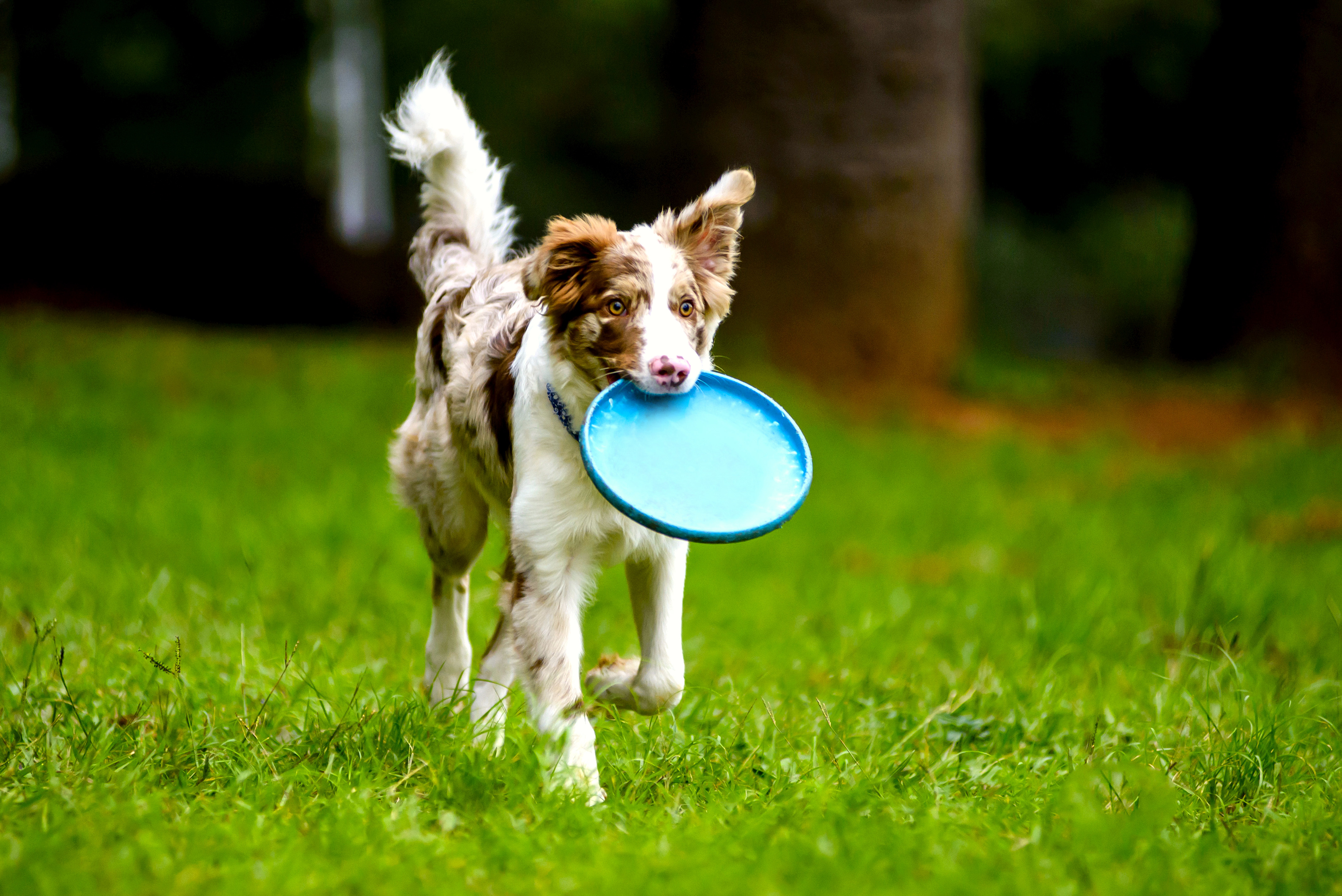 Dog with frisbie stock image