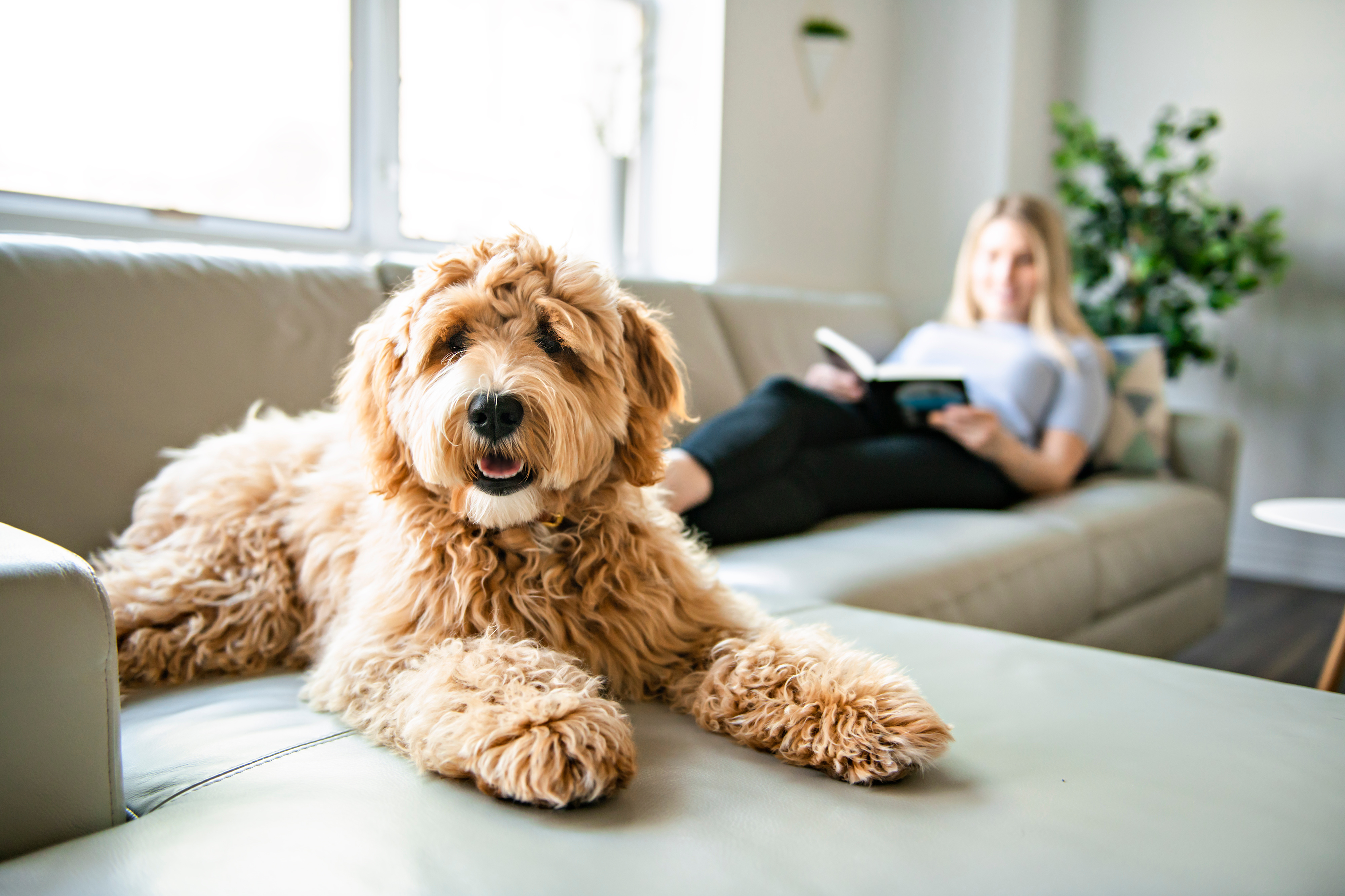 Dog sitting on the couch stock image