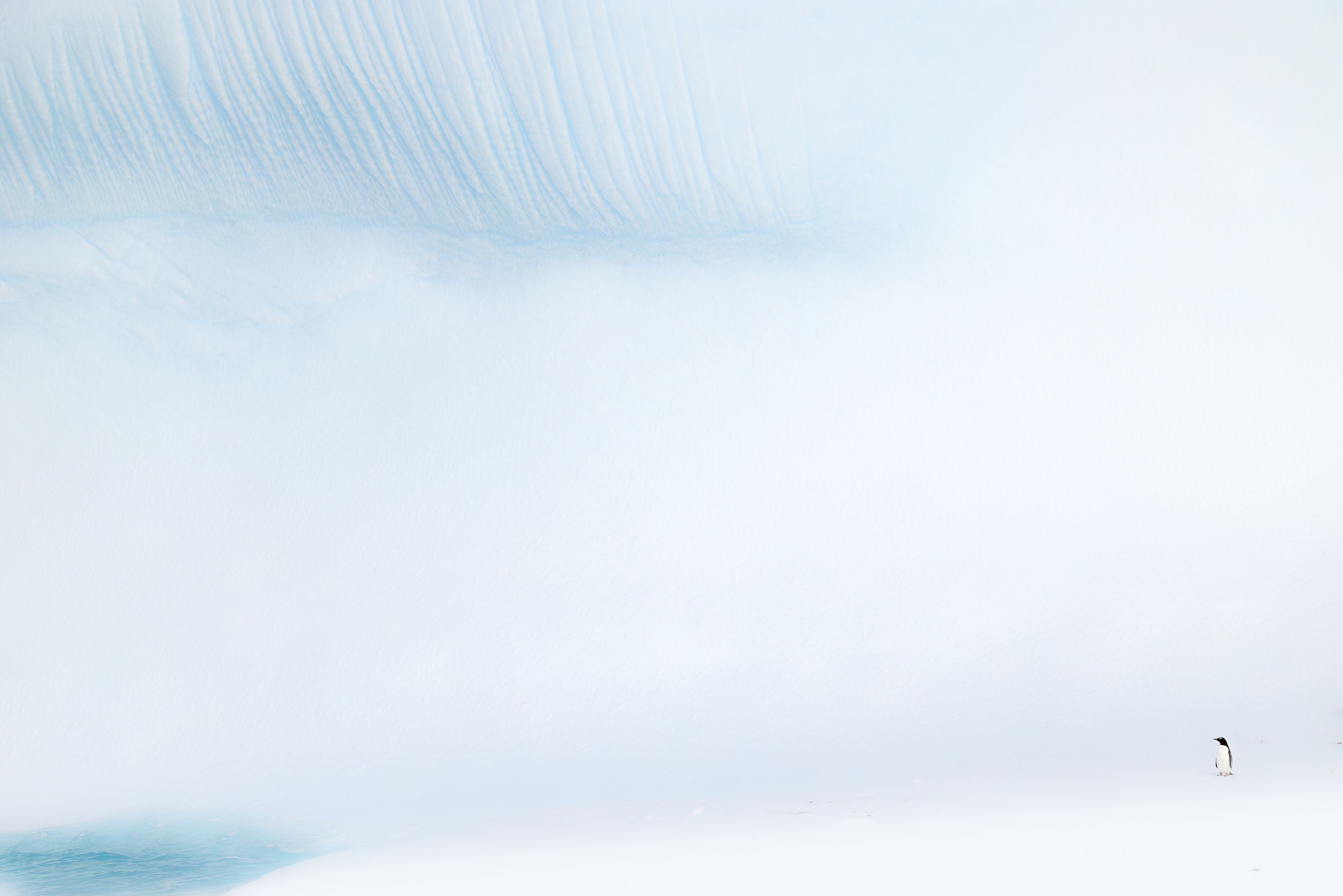 A lone gentoo penguin dwarfed by a vast, pale expanse of ice