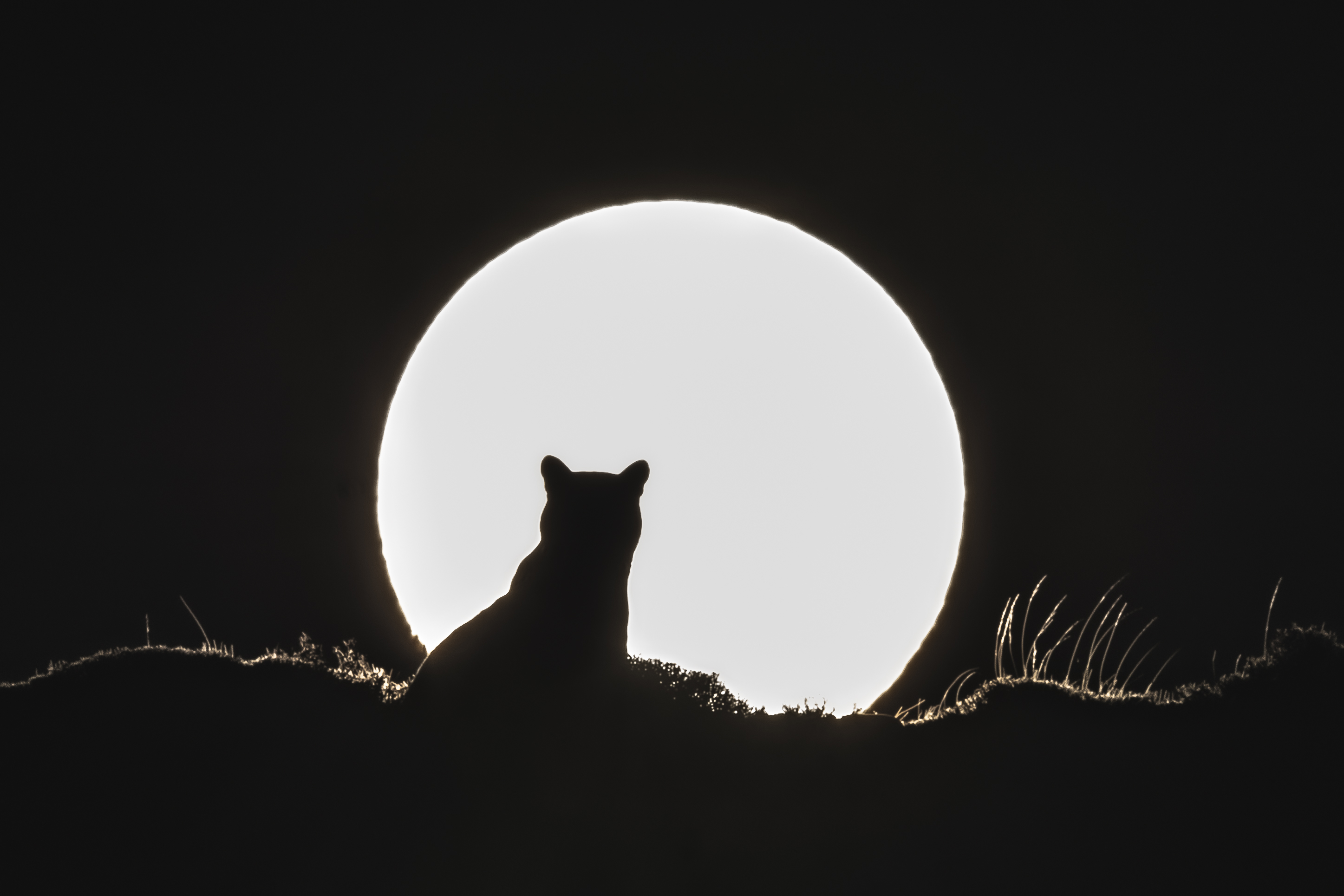 A puma reduced to a dark silhouette, its edge lit like an eclipse in front of the sun.