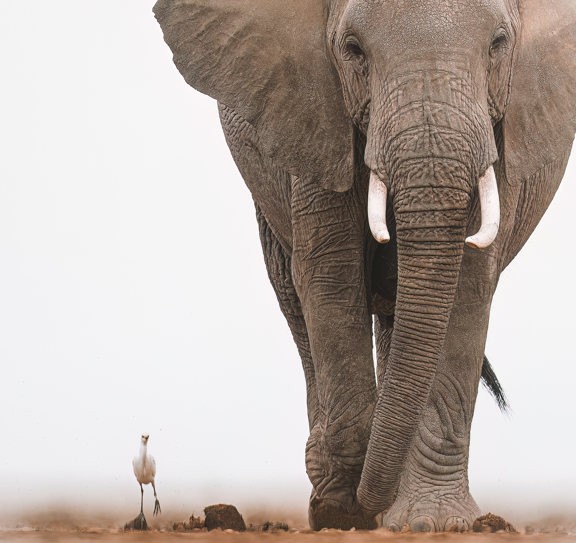 a large elephant with a single white egret against a pale empty background