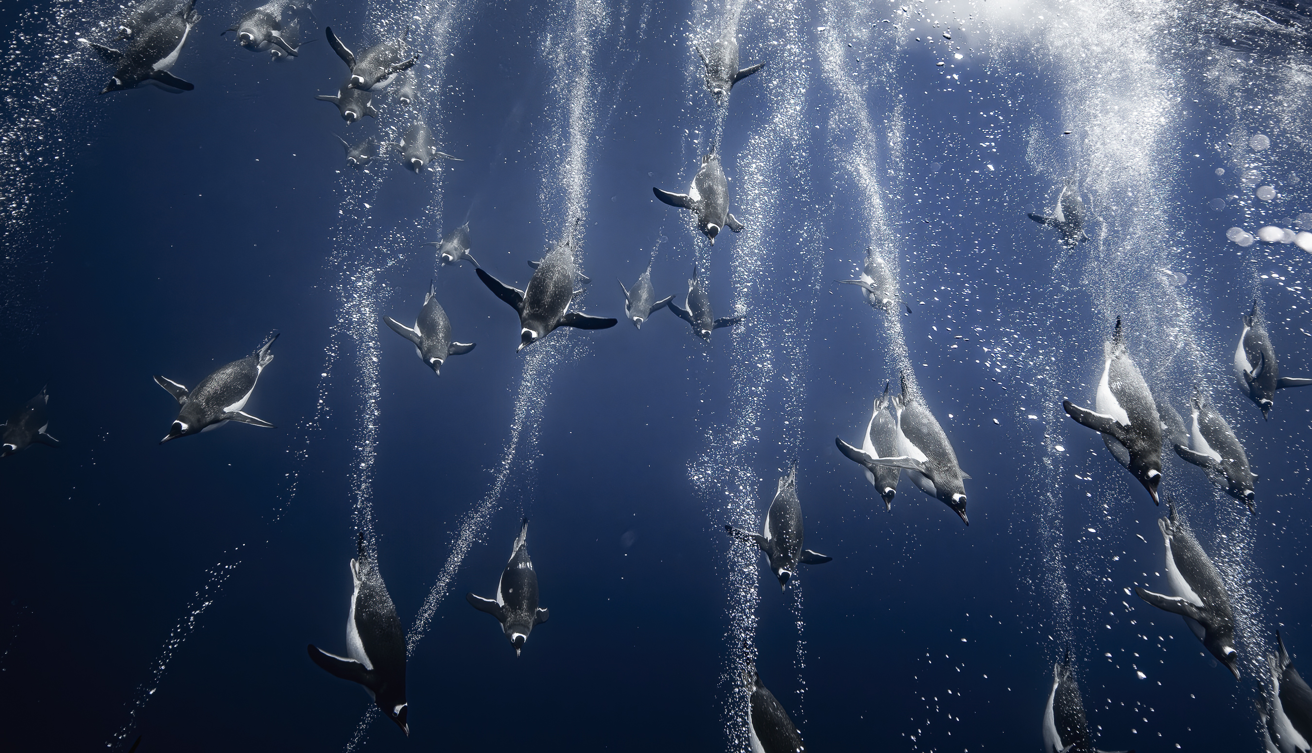 gentoo penguins diving throught blue water in trailing streams of bubbles
