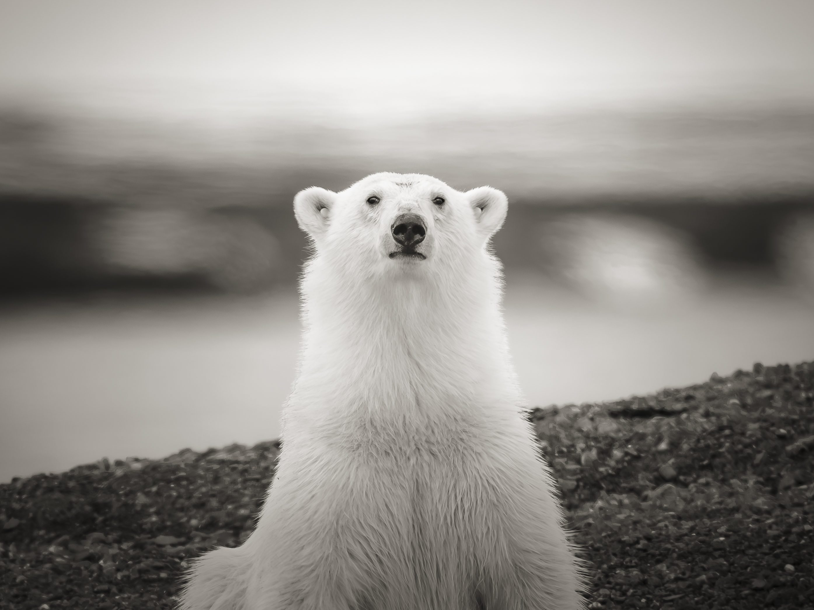 A polar bear sitting upright, gazing forward against a pale shore