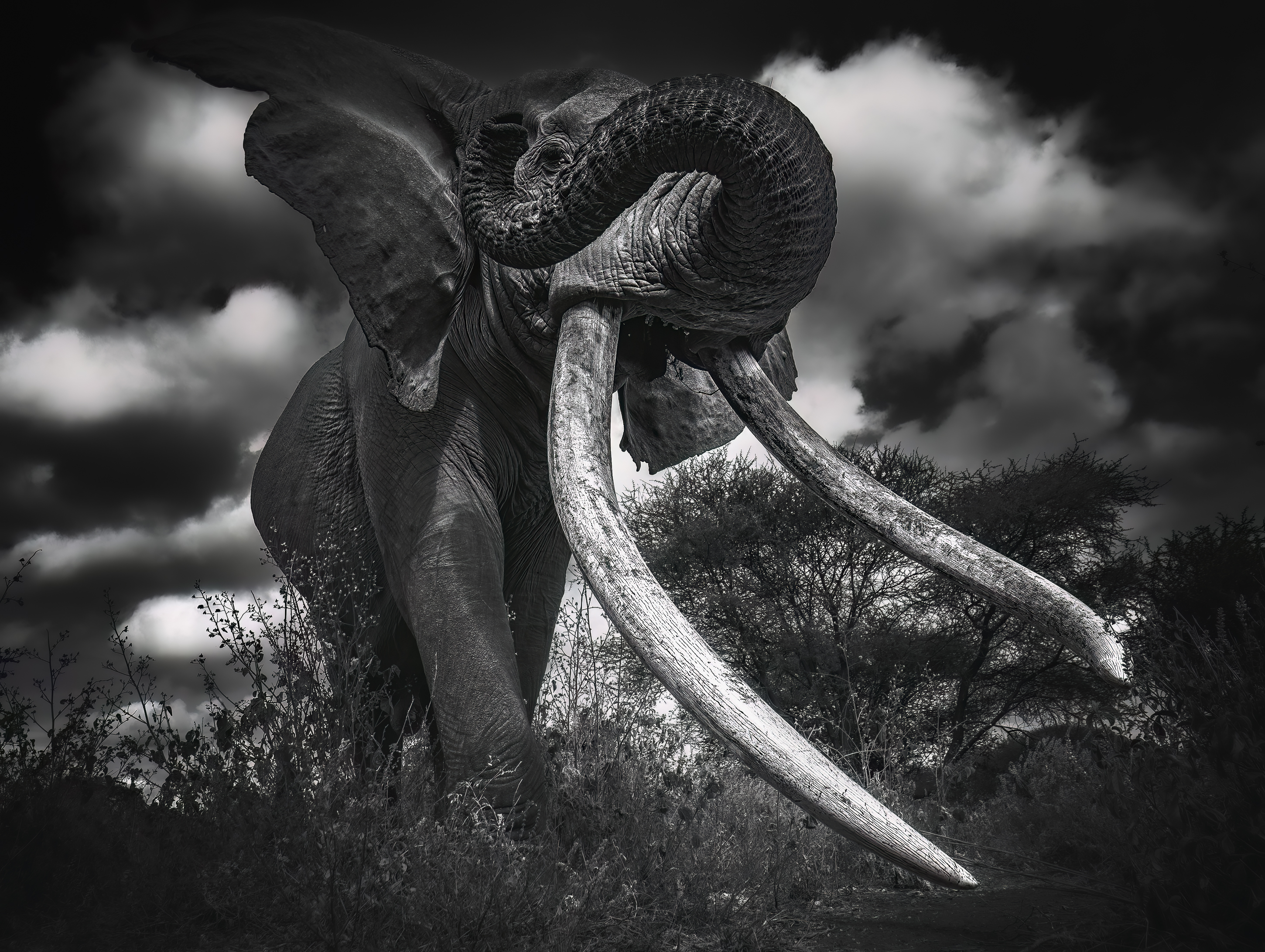 A great tusked elephant advancing beneath a dramatic clouded sky