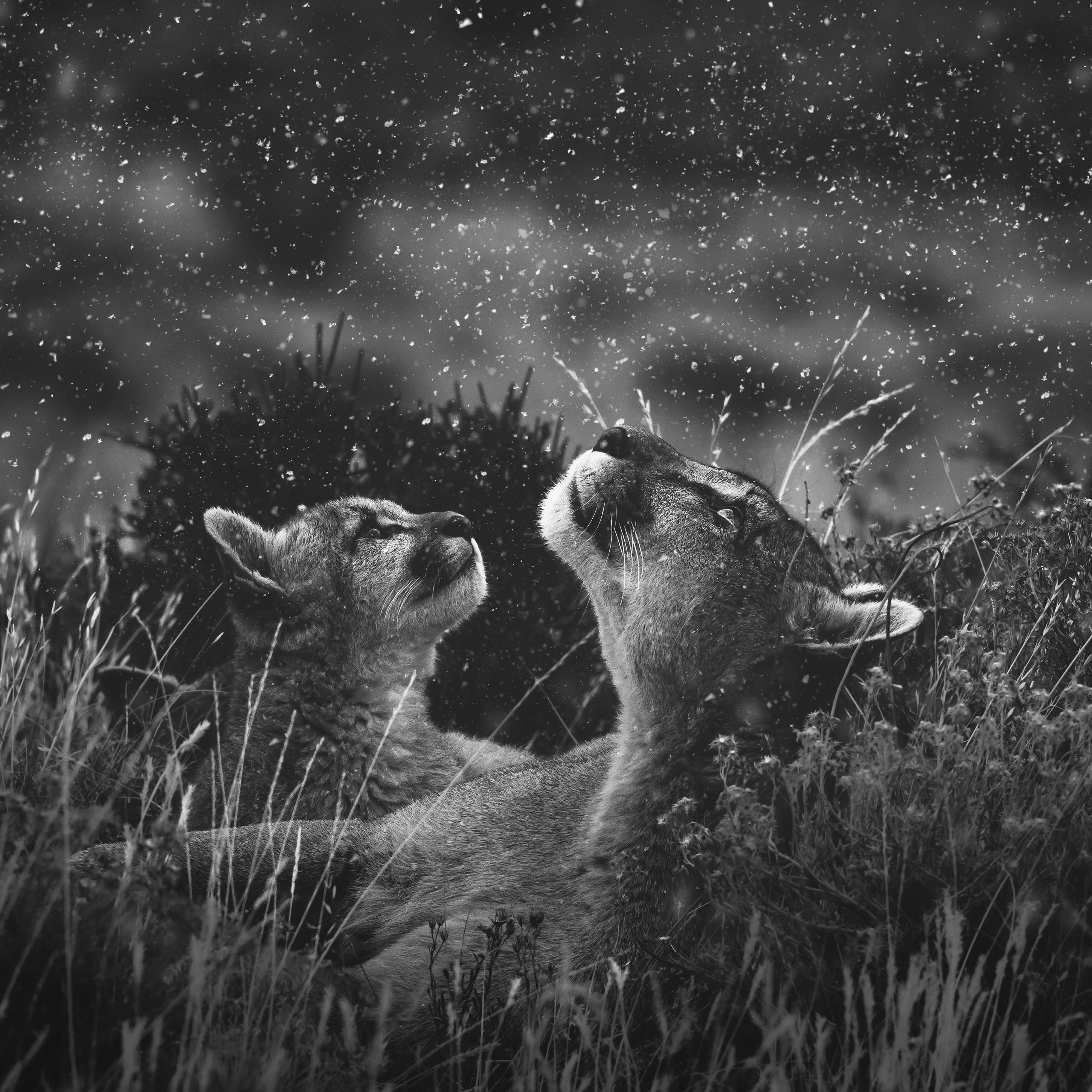 Two pumas lifting their heads toward falling snow in golden grass