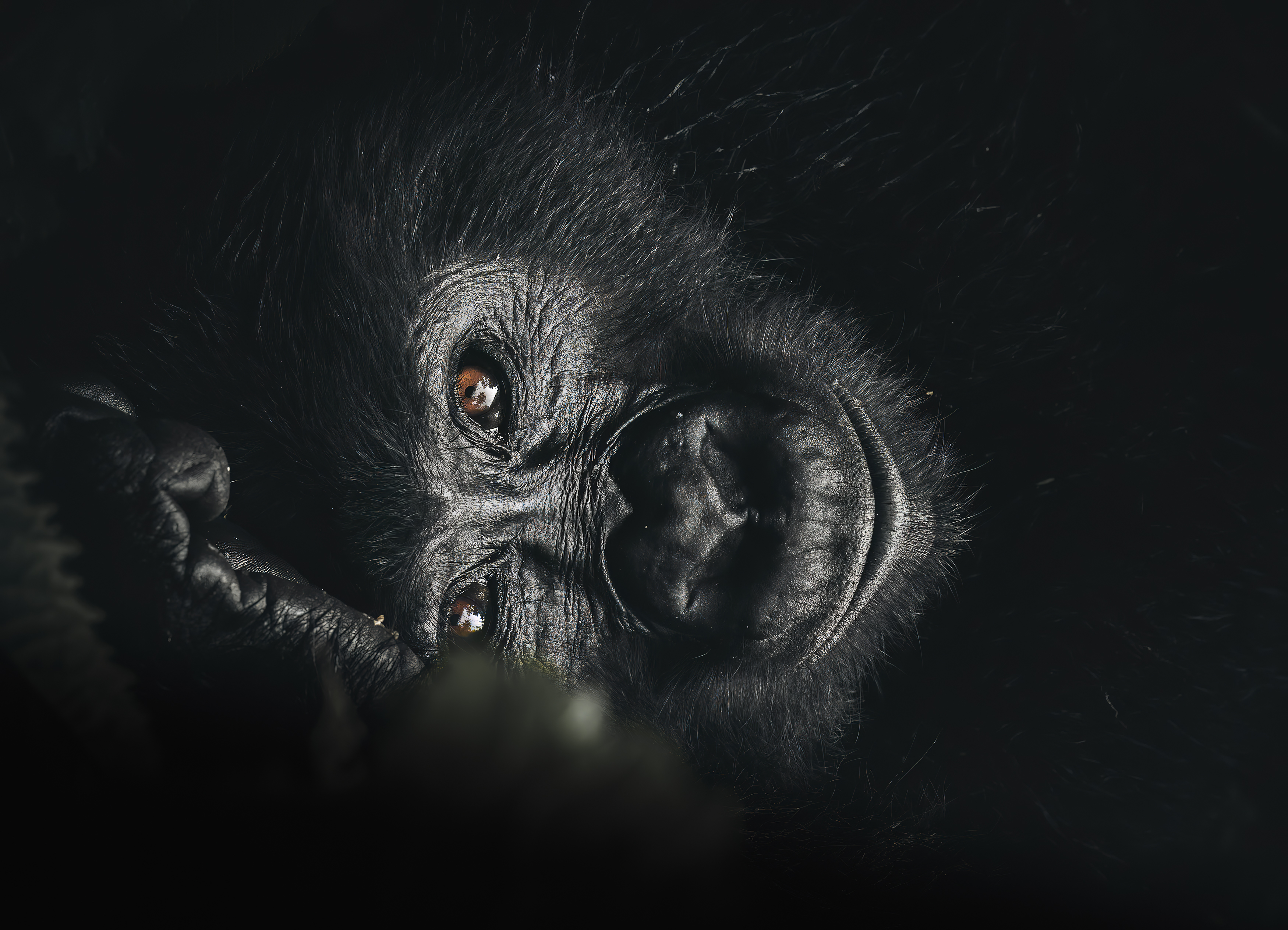 The ANIMA monograph cover - a mountain gorilla's face emerging from deep shadow, eyes catching the light