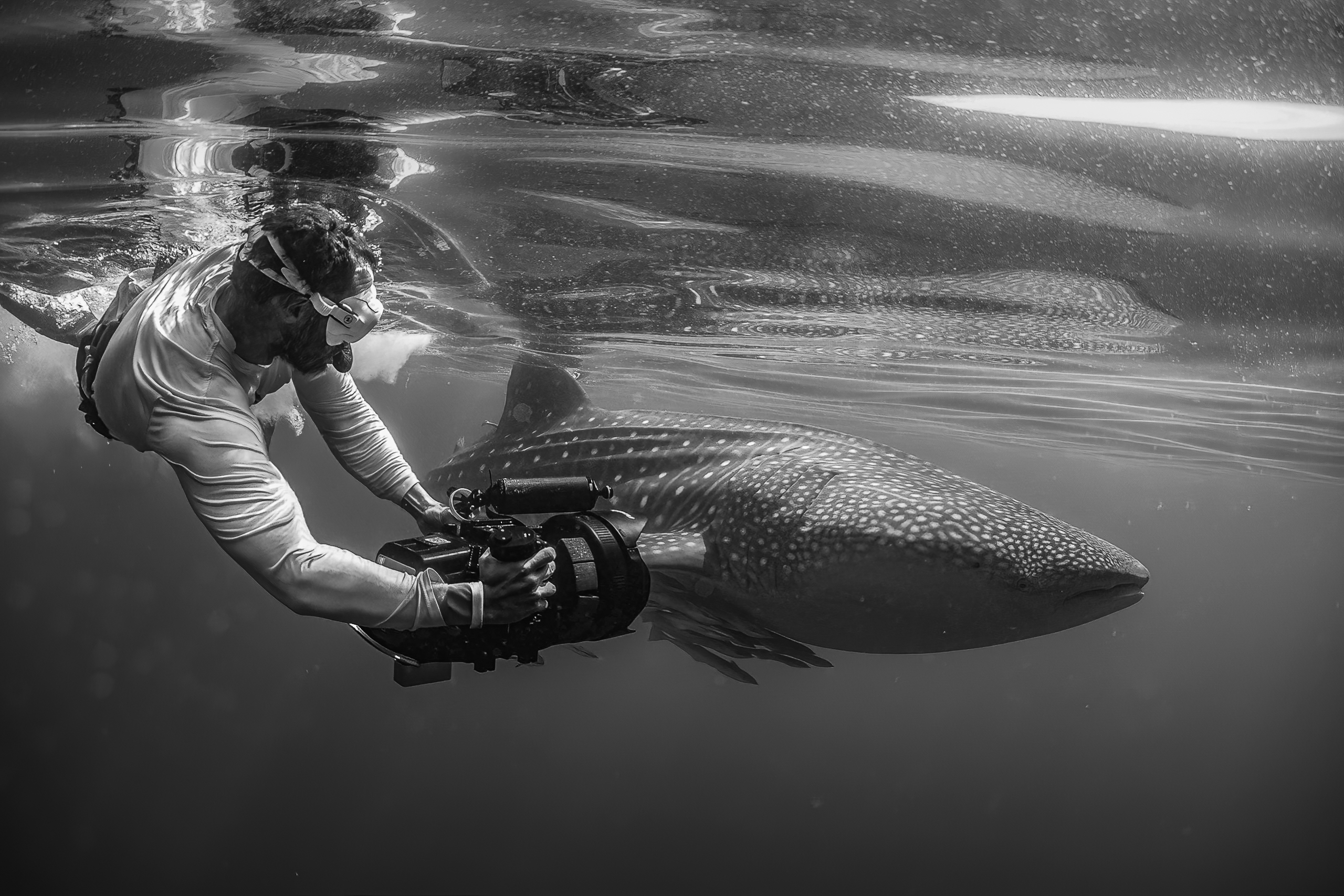 Romain Barats underwater, aiming his camera beside a whale shark