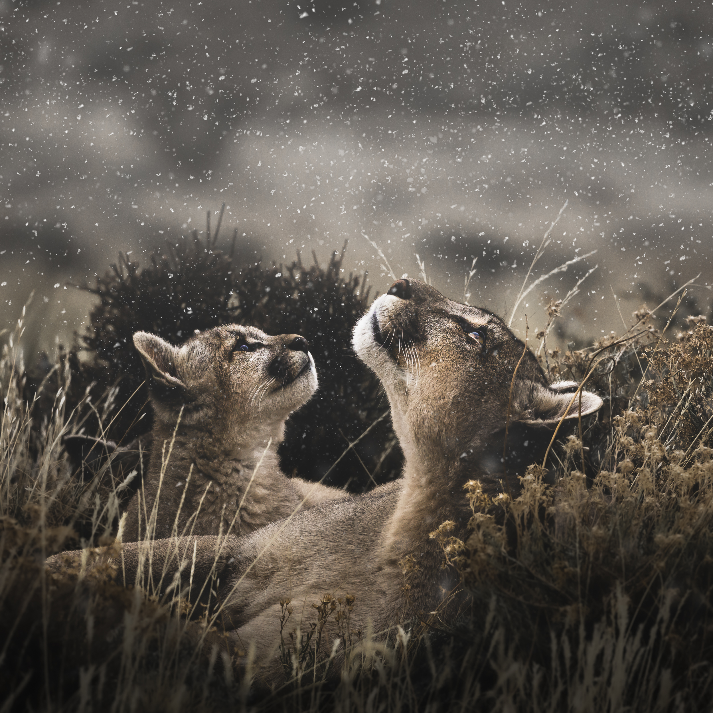 Two pumas lifting their heads toward falling snow in golden grass