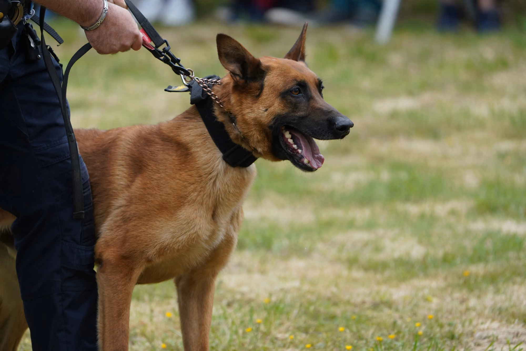 Indiana State Police K-9 on patrol