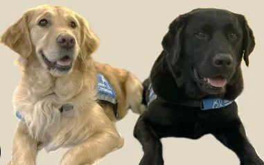 Two therapy dogs — a golden retriever and a black labrador