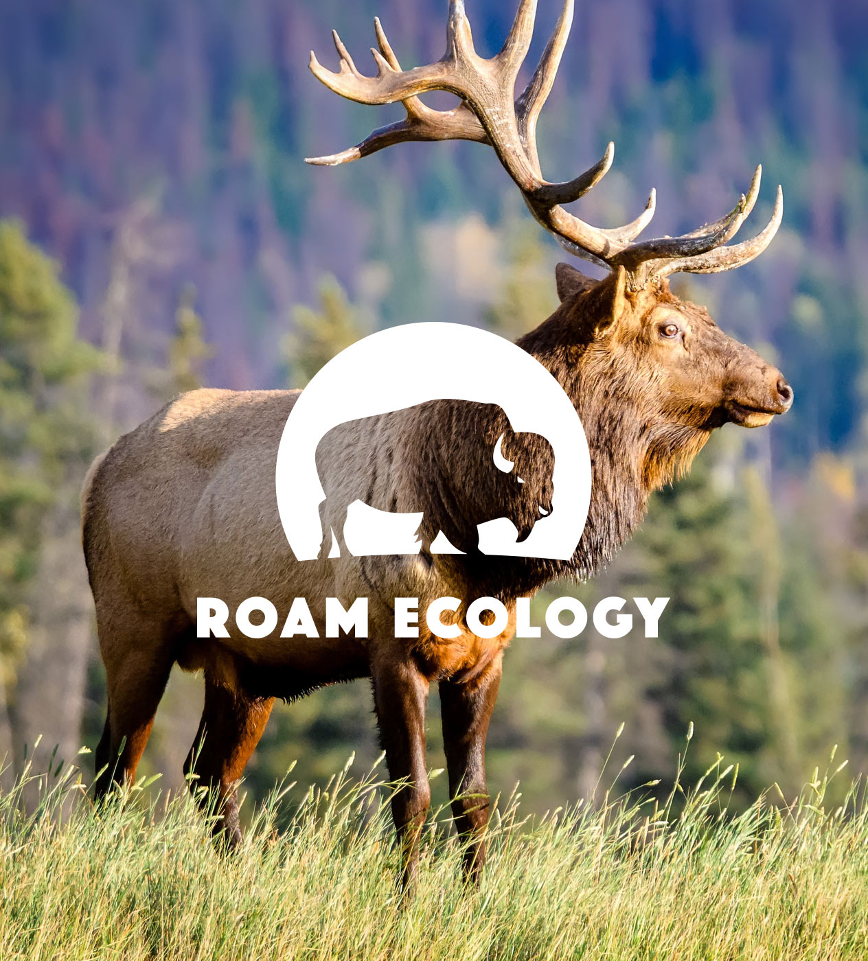 Reverse version of the Roam Ecology logo shown on background of an elk.