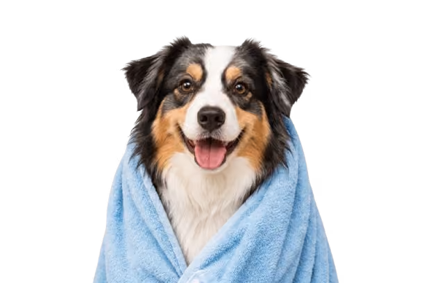 dog image