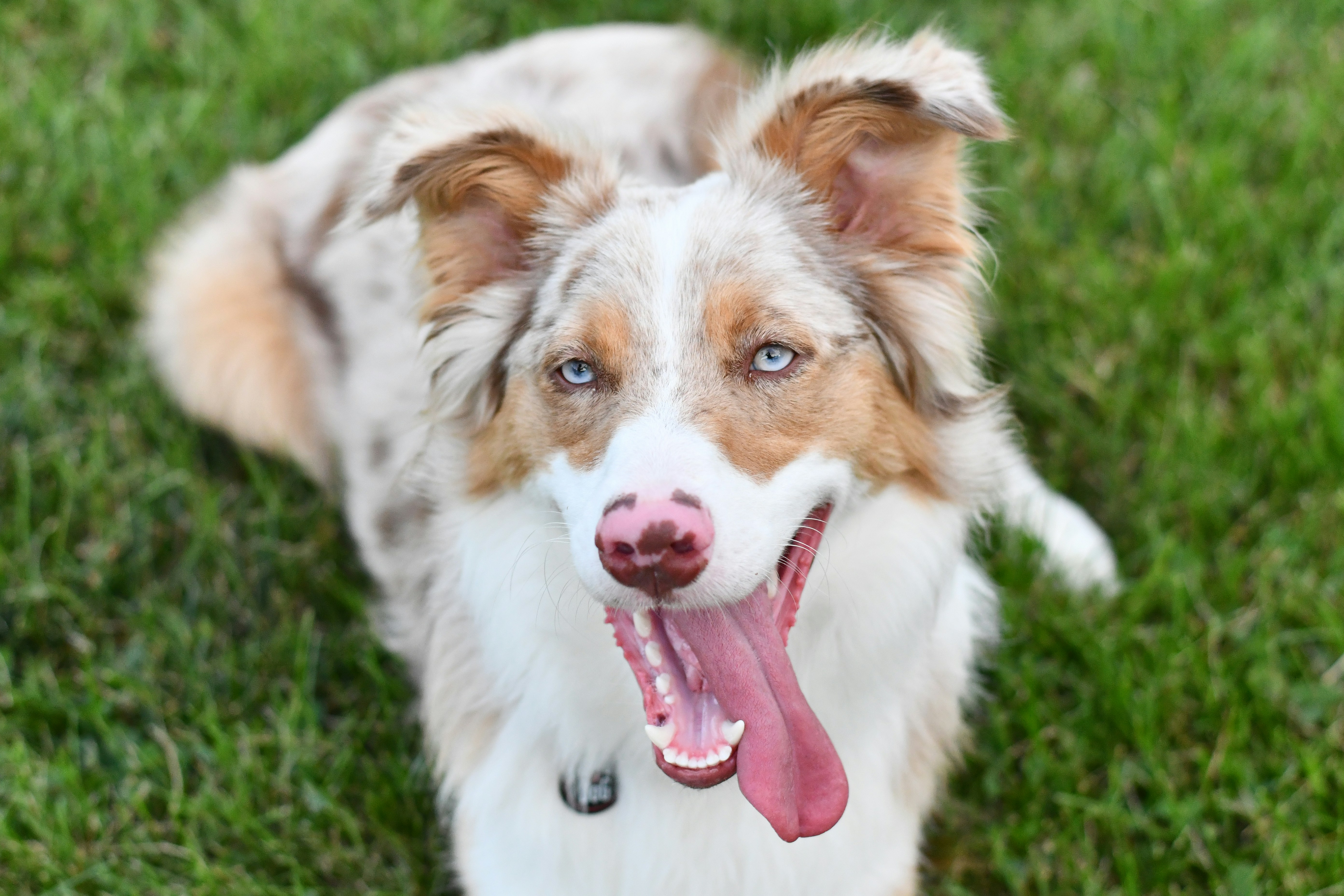 dog img