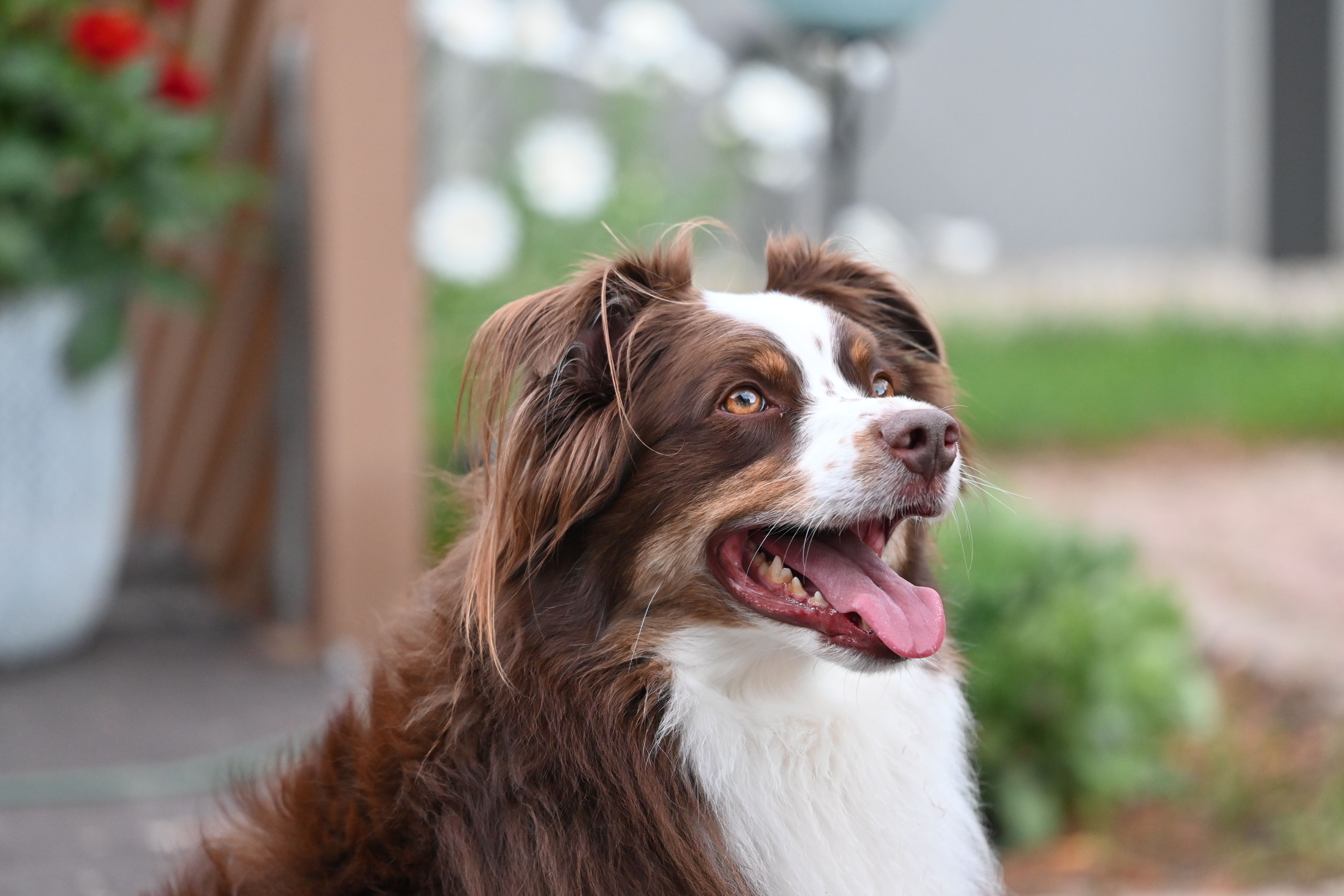dog img