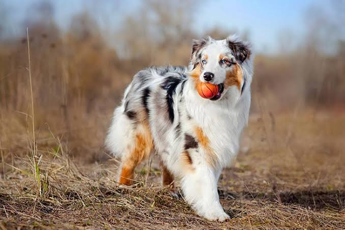 dog image