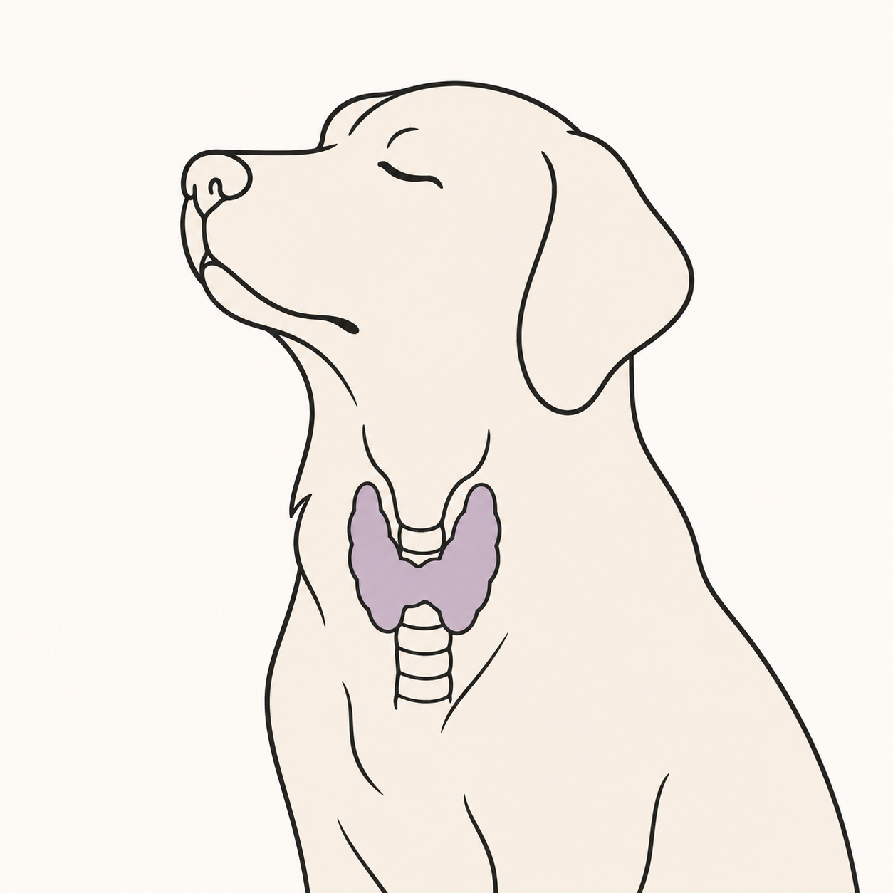 Line-art illustration of a dog with the thyroid gland highlighted, representing hypothyroidism in dogs and natural thyroid health support.