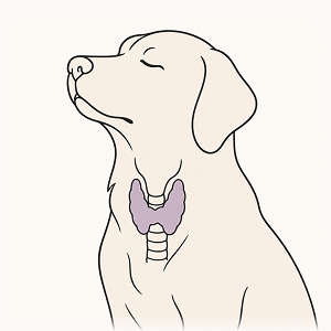 Line-art illustration of a dog with the thyroid gland highlighted, representing hypothyroidism in dogs and natural thyroid health support.