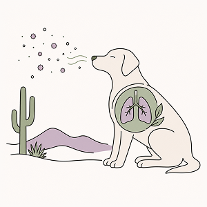Illustration of a dog with Valley Fever sitting in a Southwestern desert, breathing airborne fungal spores with lungs highlighted to represent respiratory infection. Editorial line art with flat colors symbolizing holistic support and recovery.
