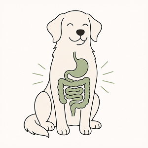 Line-art illustration of a happy dog with a highlighted digestive system, symbolizing healthy digestion and digestive enzyme support for pets. Minimal editorial style with flat sage green accents on a warm cream background.
