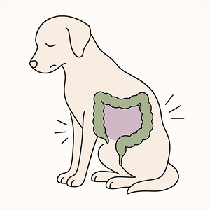 Minimal line-art illustration of a dog with an inflamed colon highlighted, representing pet colitis, digestive inflammation, and holistic gut health.