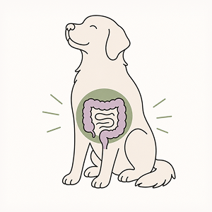 Minimalist line-art illustration of a healthy dog with a highlighted digestive system, symbolizing gut health, microbiome balance, and digestive wellness. Editorial-style pet health graphic in soft sage and lavender tones representing gut health.