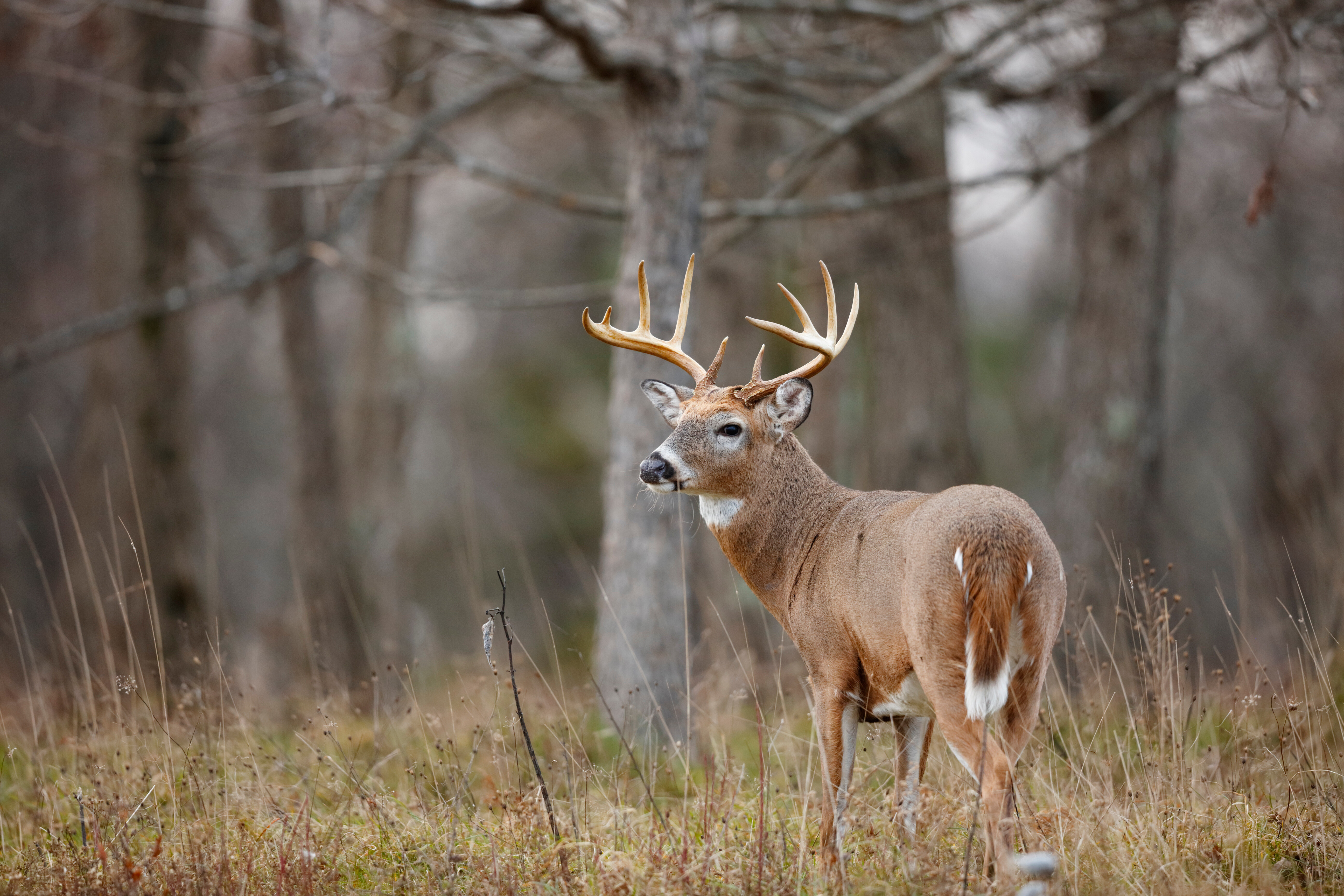 A mature whitetail buck standing in dense timber brush, illustrating the need for professional wounded game tracking.