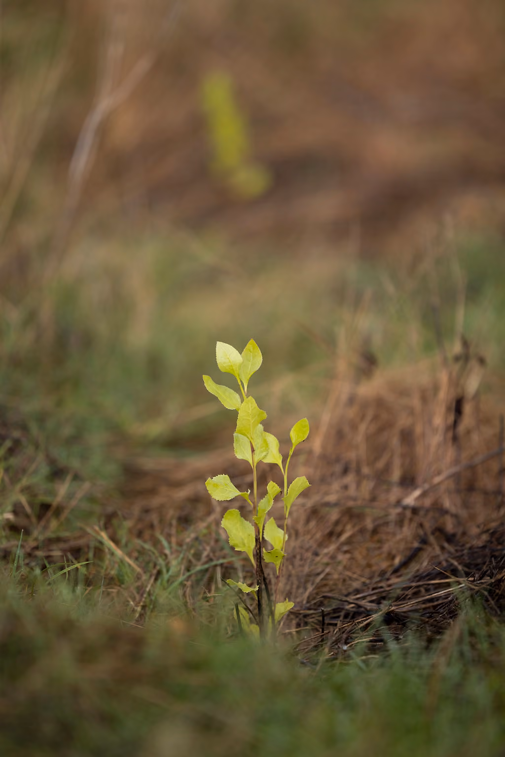 Small green plant sprouting from ground with blurred natural background.