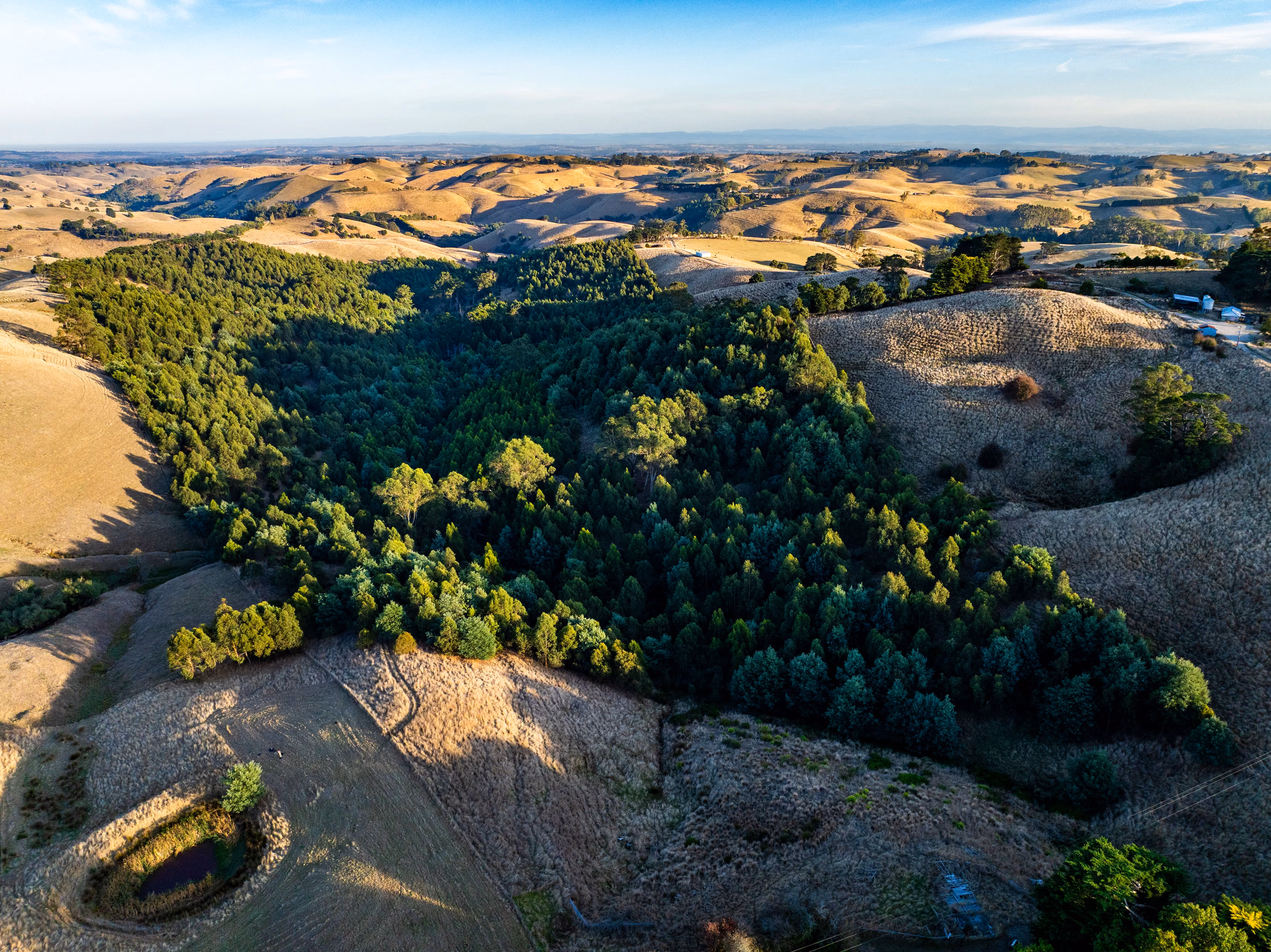 Aerial view of green forest surrounded by golden dry hills under a blue sky.