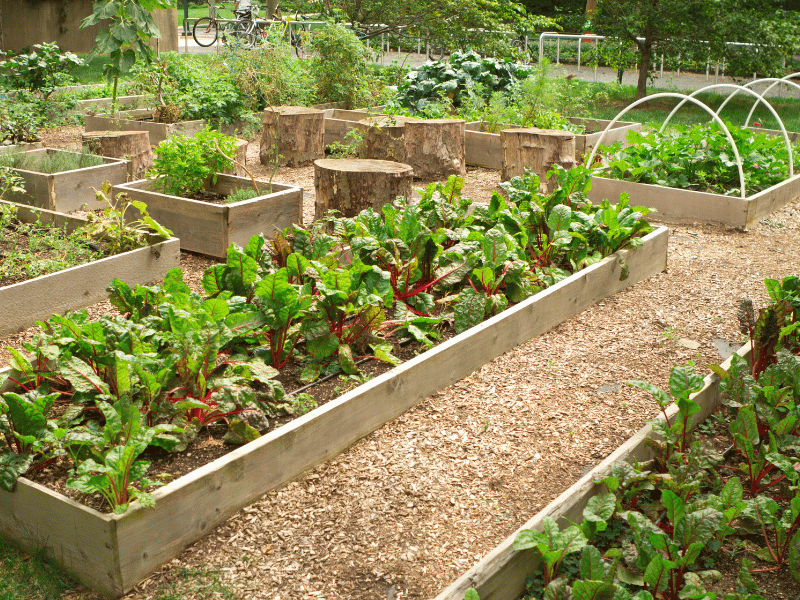 Garden