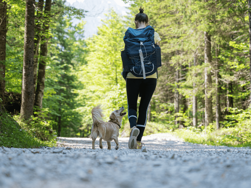 The 10 Best Dog-Friendly (and Human Friendly) Hikes in the Lehigh Valley