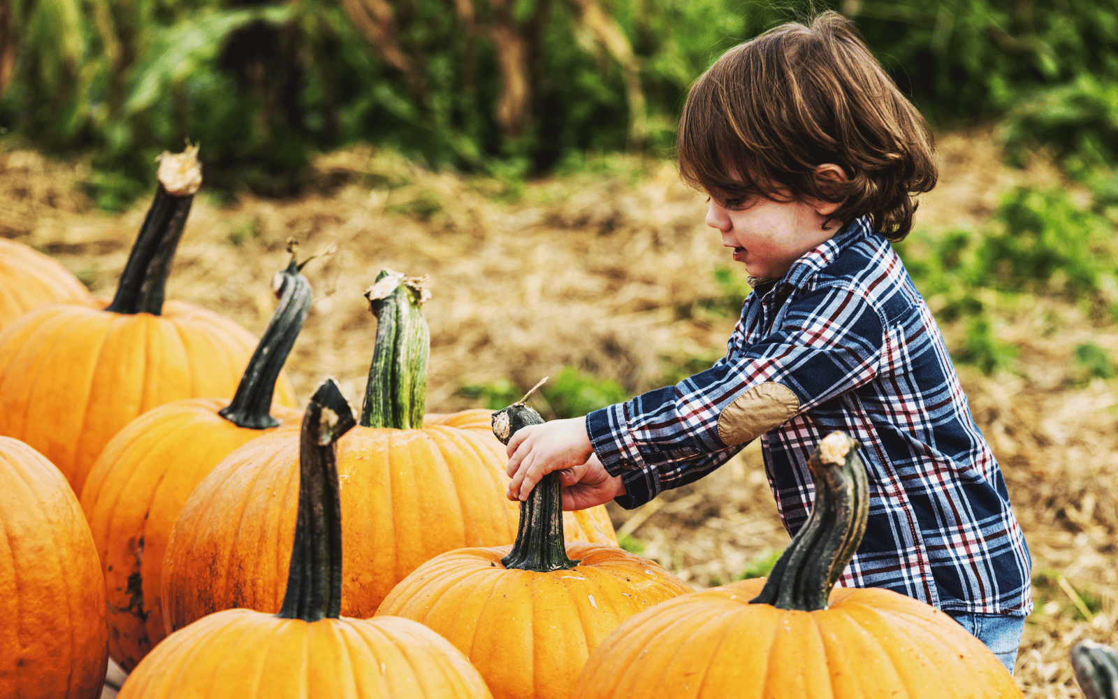 The Best Pumpkin Patches & Fall Farms Around University Valley