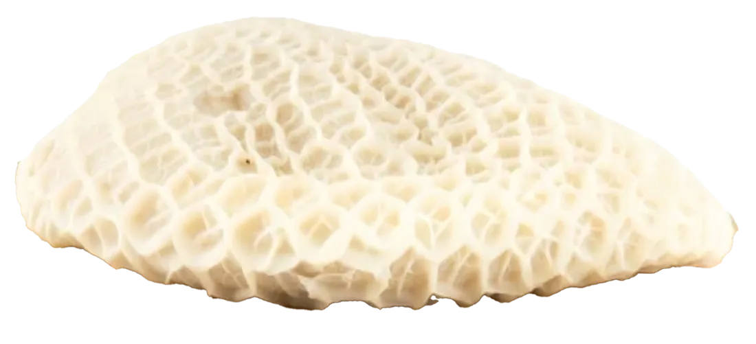 Belly Boneless Skinless