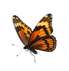 Orange and black butterfly with white spots on its wings against a black background.
