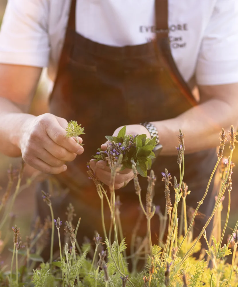 Person in apron picking fresh herbs and lavender flowers in a sunlit garden.