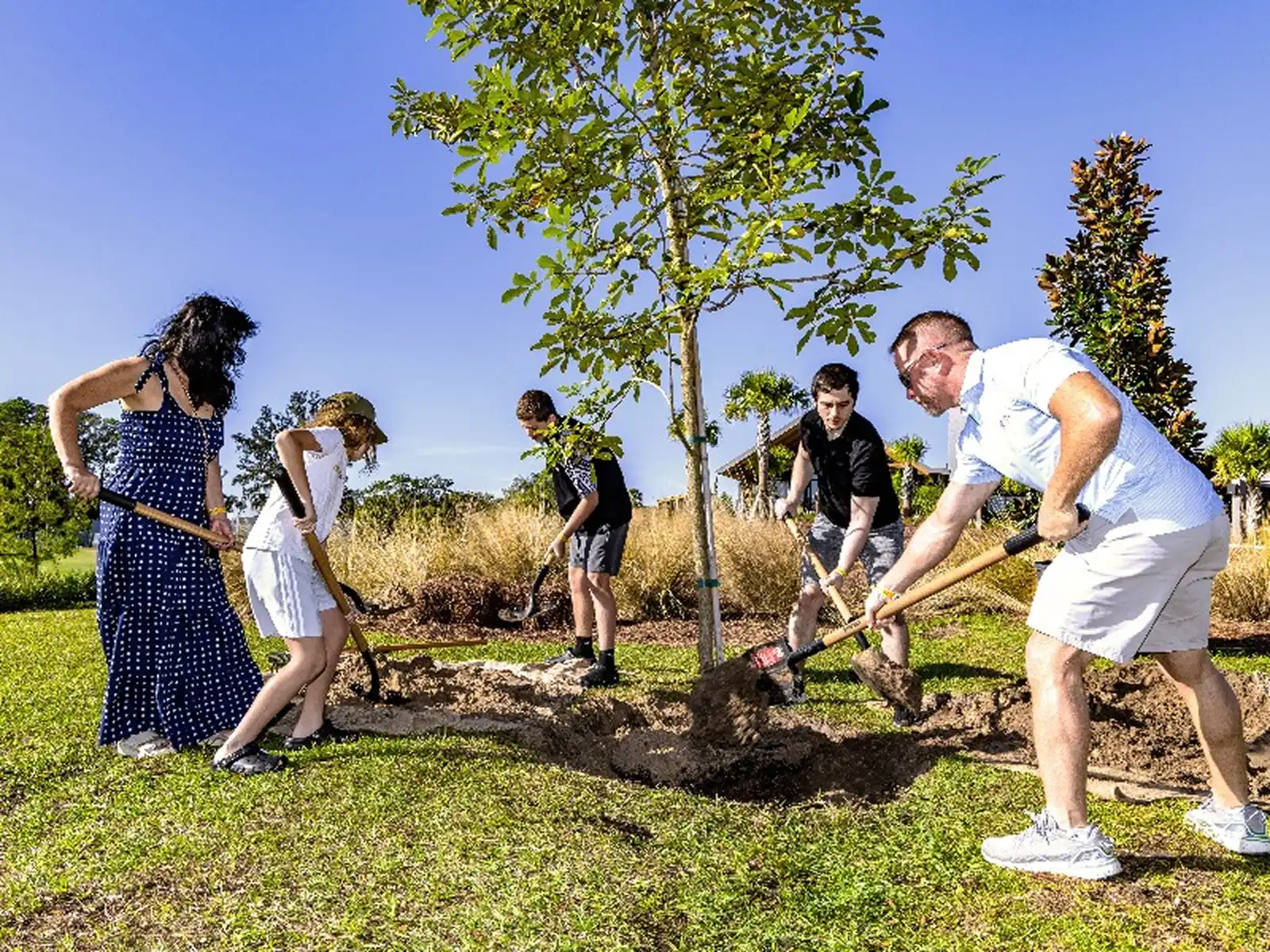 Group of people planting a young tree outdoors on a sunny day using shovels.