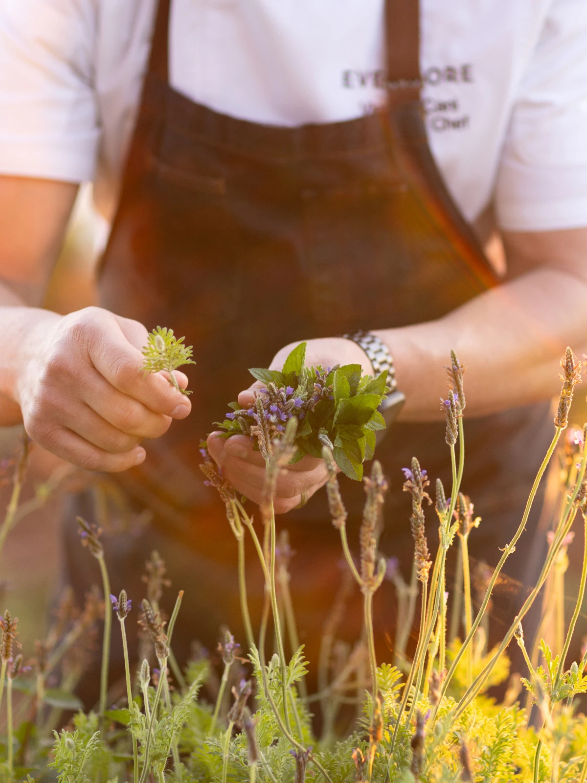 Person in apron picking fresh herbs and lavender in a sunlit garden or field.
