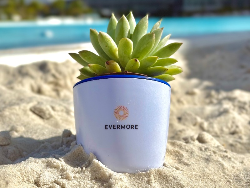 Green succulent plant in a white Evermore pot sitting on sandy ground near a blue pool.