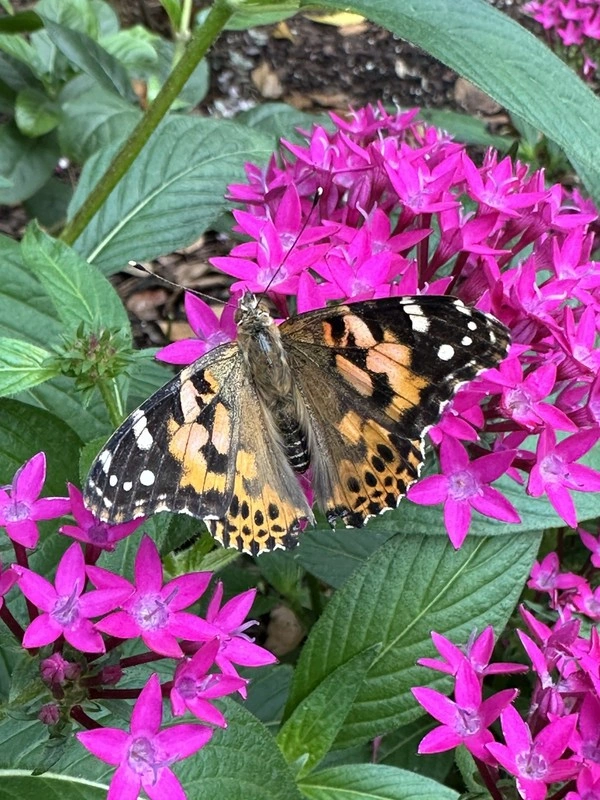 Butterfly Garden at Evermore