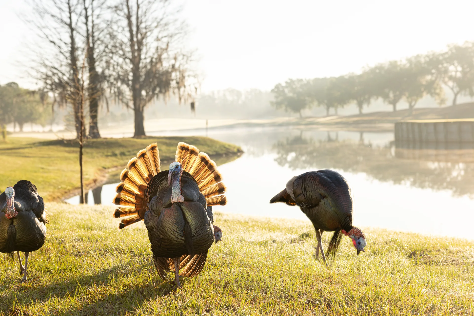 Wild turkeys walking along a resort pathway near a pond at sunrise