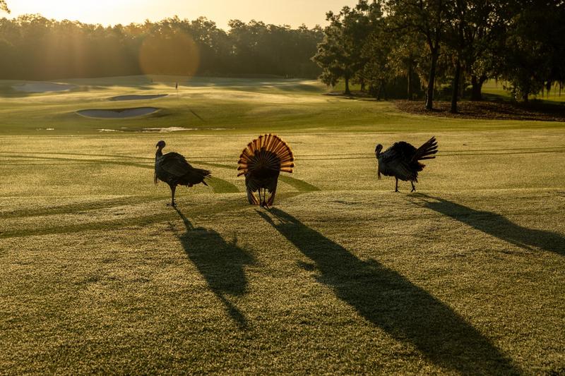Three wild turkeys on a dew-covered grassy field at sunrise, with one displaying its fanned tail feathers and long shadows stretching towards the viewer.