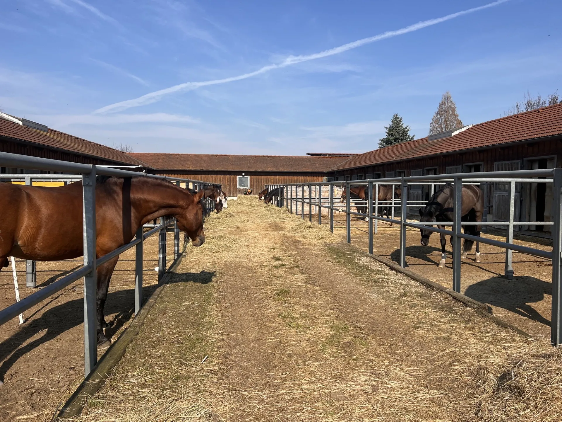 Paddockboxen mit mehreren Pferden, die auf Heu in umzäunten Bereichen fressen, unter blauem Himmel.