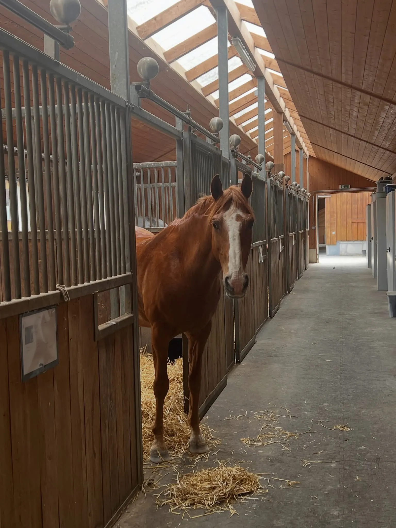 Braunes Pferd blickt aus einer Stallbox in einem hellen, mit Holz gedeckten Pferdestall.