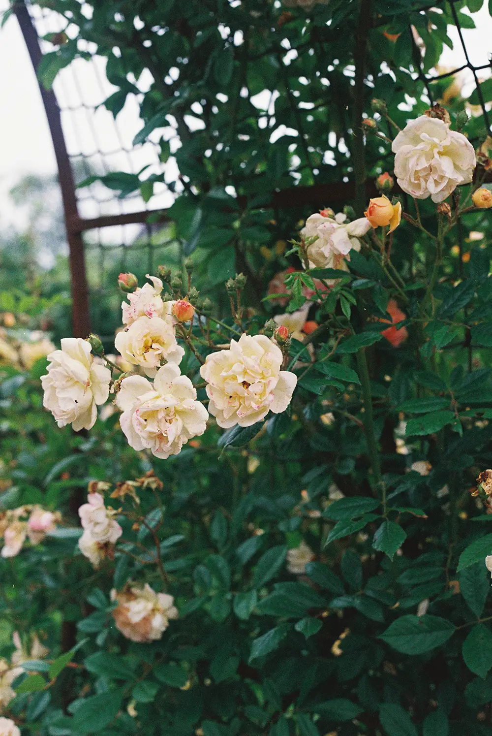 Groupe de roses blanches en fleurs et en boutons sur une plante verte grimpante avec un treillis en arrière-plan dans un jardin extérieur.