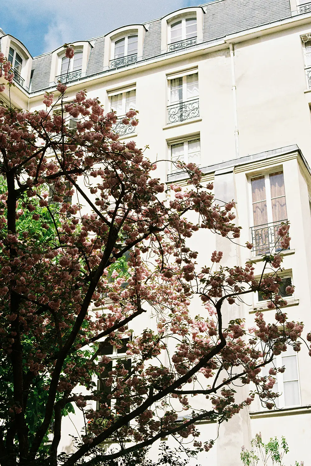 Arbre en fleurs roses avec feuillage vert devant un bâtiment résidentiel clair avec plusieurs fenêtres, sous un ciel bleu partiellement nuageux.