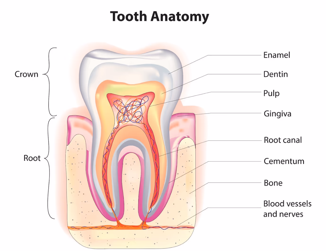 Illustration of tooth anatomy showing enamel, dentin, pulp, root canal, and surrounding structures