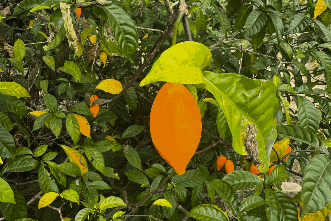 Close-up of an orange fruit hanging from a leafy green plant with some yellowing leaves.