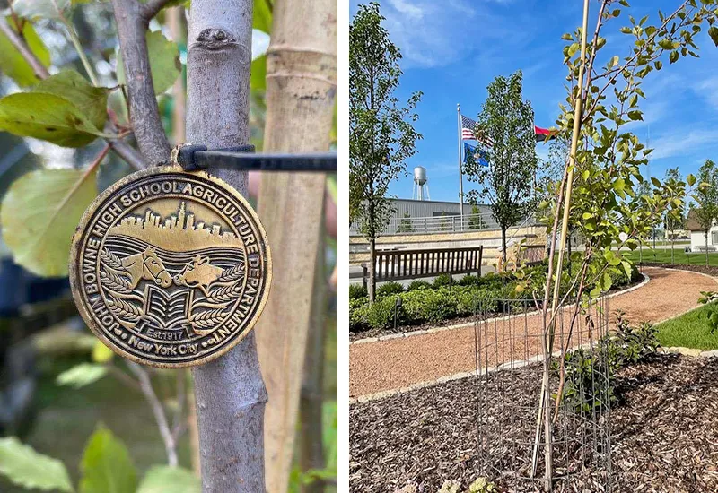A tree with a Bowne High School Agriculture Department tag in a sunny schoolyard garden with benches and flagpoles.